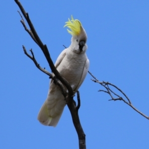 Cacatua galerita at Kambah, ACT - 2 Nov 2022