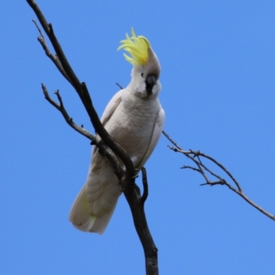 Cacatua galerita (Sulphur-crested Cockatoo) at Mount Taylor - 2 Nov 2022 by RodDeb