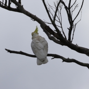 Cacatua galerita at Kambah, ACT - 2 Nov 2022