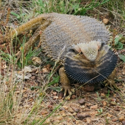 Pogona barbata (Eastern Bearded Dragon) at Hackett, ACT - 5 Nov 2022 by SRyan