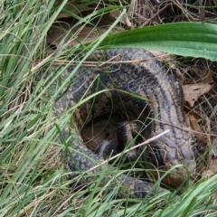 Tiliqua scincoides scincoides (Eastern Blue-tongue) at Greenway, ACT - 8 Nov 2022 by NathanaelC