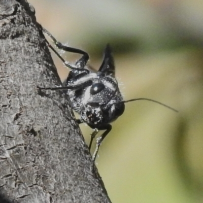 Megalyra sp. (genus) (Long-tailed wasp) at Coree, ACT - 8 Nov 2022 by JohnBundock
