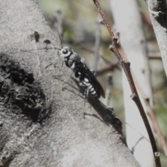 Megalyra sp. (genus) at Coree, ACT - 8 Nov 2022