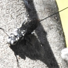 Megalyra sp. (genus) at Coree, ACT - 8 Nov 2022