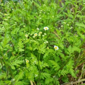 Tanacetum parthenium at Jerrabomberra, ACT - 8 Nov 2022 05:38 PM