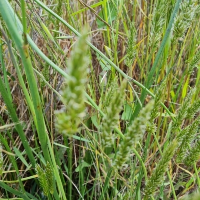 Anthoxanthum odoratum (Sweet Vernal Grass) at Wanniassa Hill - 8 Nov 2022 by Mike