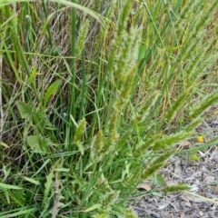 Anthoxanthum odoratum at Jerrabomberra, ACT - 8 Nov 2022