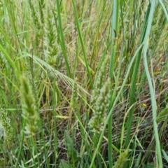 Anthoxanthum odoratum at Jerrabomberra, ACT - 8 Nov 2022