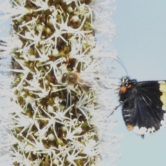 Eutrichopidia latinus (Yellow-banded Day-moth) at Lower Cotter Catchment - 7 Nov 2022 by JohnBundock