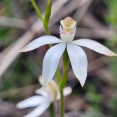 Caladenia moschata (Musky Caps) at Block 402 - 8 Nov 2022 by trevorpreston