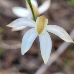 Caladenia moschata at Stromlo, ACT - suppressed