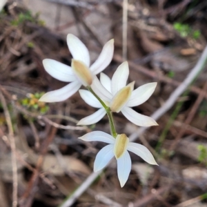 Caladenia moschata at Stromlo, ACT - suppressed