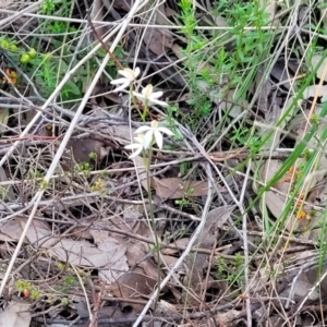 Caladenia moschata at Stromlo, ACT - suppressed