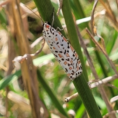 Utetheisa pulchelloides (Heliotrope Moth) at Jarramlee-West MacGregor Grasslands - 8 Nov 2022 by trevorpreston