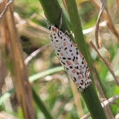 Utetheisa pulchelloides at Macgregor, ACT - 8 Nov 2022 04:42 PM