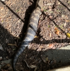 Tiliqua scincoides scincoides (Eastern Blue-tongue) at Hughes, ACT - 8 Nov 2022 by KL