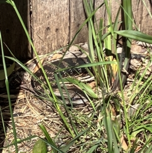 Tiliqua scincoides scincoides at Hughes, ACT - suppressed