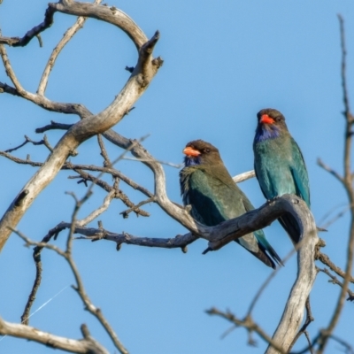 Eurystomus orientalis (Dollarbird) at Mulligans Flat - 8 Nov 2022 by pjpiper