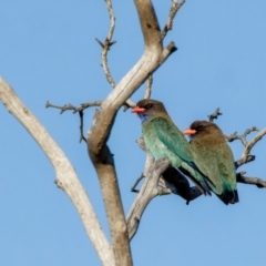 Eurystomus orientalis at Forde, ACT - 8 Nov 2022