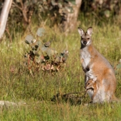 Notamacropus rufogriseus (Red-necked Wallaby) at Forde, ACT - 8 Nov 2022 by pjpiper