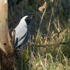 Coracina novaehollandiae (Black-faced Cuckooshrike) at Mulligans Flat - 8 Nov 2022 by pjpiper