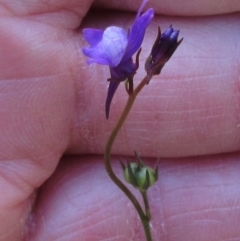 Linaria pelisseriana (Pelisser's Toadflax) at Hawker, ACT - 5 Nov 2022 by sangio7