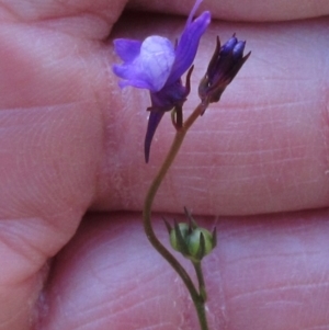 Linaria pelisseriana at Hawker, ACT - 6 Nov 2022 10:12 AM