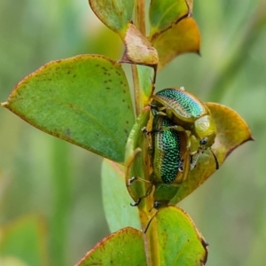 Calomela parilis at Jerrabomberra, ACT - 8 Nov 2022