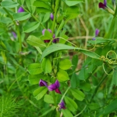 Vicia sativa (Common Vetch) at Jerrabomberra, ACT - 9 Nov 2022 by Mike