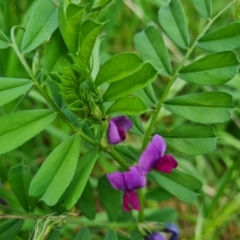 Vicia sativa at Jerrabomberra, ACT - 9 Nov 2022