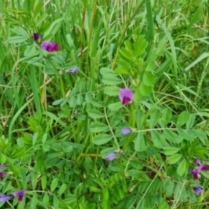 Vicia sativa at Jerrabomberra, ACT - 9 Nov 2022 02:56 PM