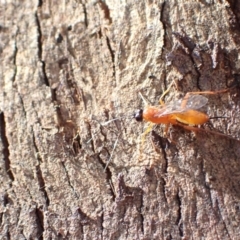 Ichneumonidae (family) (Unidentified ichneumon wasp) at Murrumbateman, NSW - 7 Nov 2022 by SimoneC