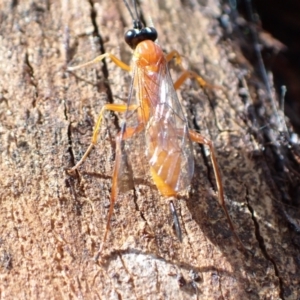 Stiromesostenus sp. (genus) at Murrumbateman, NSW - 7 Nov 2022