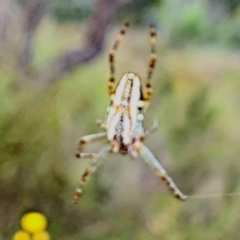 Plebs bradleyi (Enamelled spider) at Jerrabomberra, ACT - 8 Nov 2022 by Mike