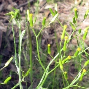 Senecio quadridentatus at Hawker, ACT - 6 Nov 2022