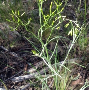 Senecio quadridentatus at Hawker, ACT - 6 Nov 2022