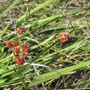 Luzula sp. at Hawker, ACT - 10 Nov 2022