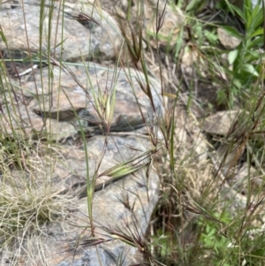 Themeda triandra at Yass, NSW - 8 Nov 2022