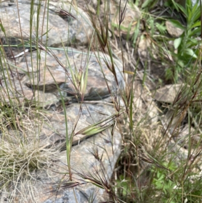 Themeda triandra (Kangaroo Grass) at Yass, NSW - 8 Nov 2022 by JaneR