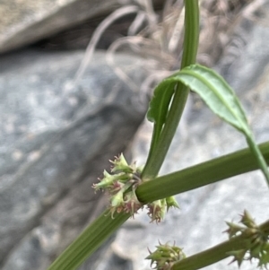 Rumex brownii at Yass, NSW - 8 Nov 2022