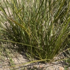 Lomandra longifolia at Yass, NSW - 8 Nov 2022 03:09 PM