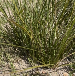 Lomandra longifolia at Yass, NSW - 8 Nov 2022