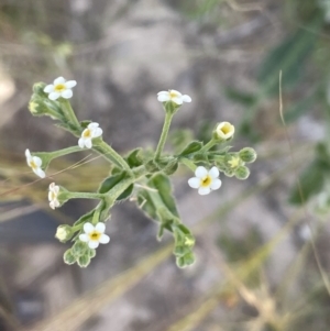 Hackelia suaveolens at Yass, NSW - 8 Nov 2022