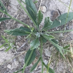 Hackelia suaveolens at Yass, NSW - 8 Nov 2022