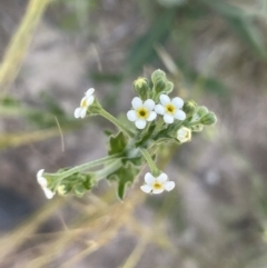 Hackelia suaveolens at Yass, NSW - 8 Nov 2022