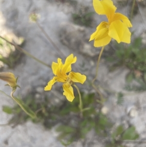 Goodenia pinnatifida at Yass, NSW - 8 Nov 2022 03:16 PM