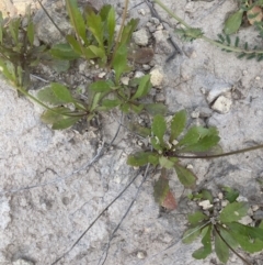 Goodenia pinnatifida at Yass, NSW - 8 Nov 2022 03:16 PM