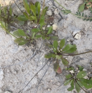 Goodenia pinnatifida at Yass, NSW - 8 Nov 2022