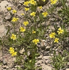 Goodenia pinnatifida at Yass, NSW - 8 Nov 2022