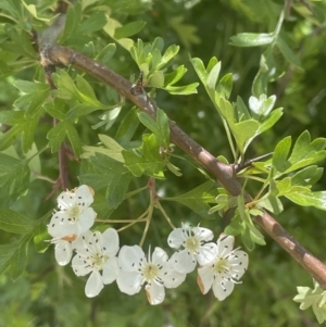 Crataegus monogyna at Yass, NSW - 8 Nov 2022